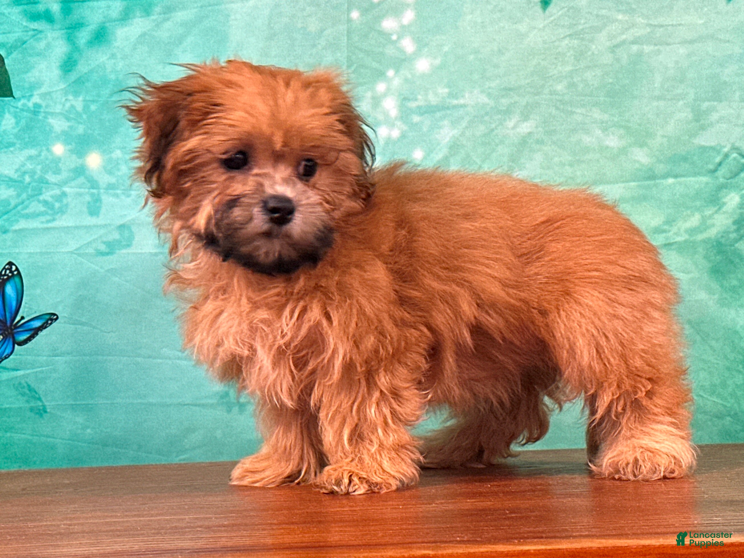Teddy Bear dogs Rusty - Ad 1