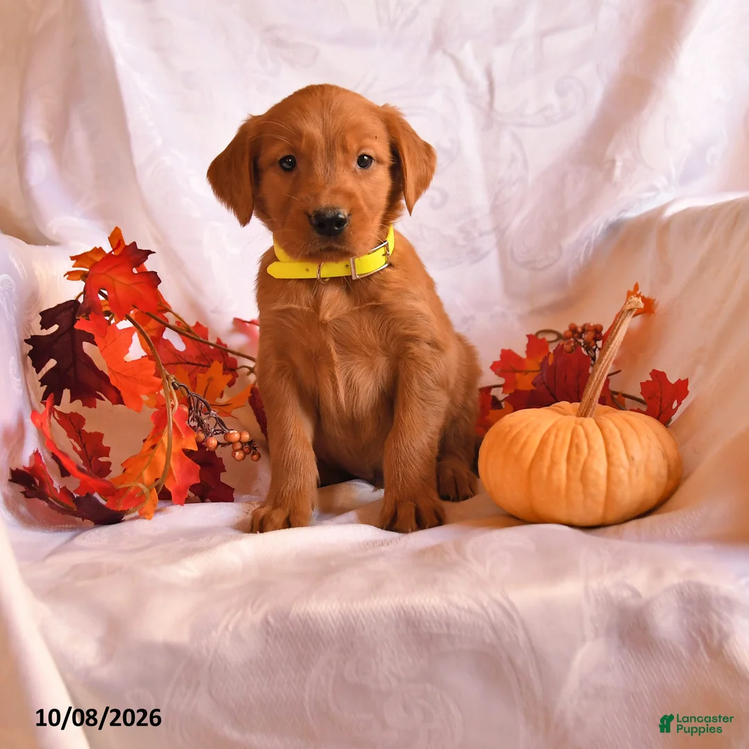 Golden Retriever dogs for sale: Boomer - Ad 1
