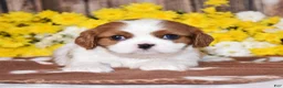 Cavalier King Charles Spaniel dogs for sale: Gabby - Ad 4