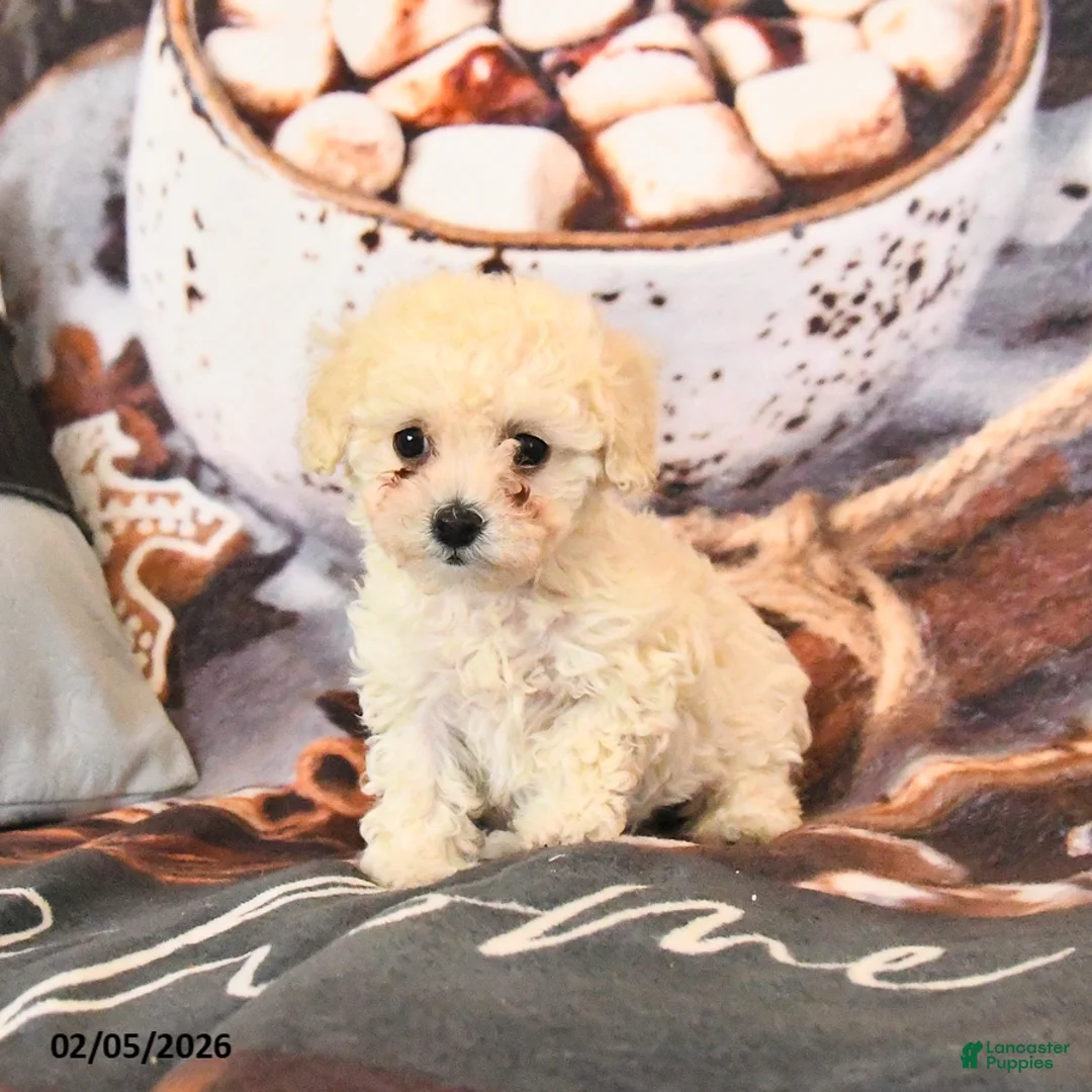 Toy Poodle dogs for sale: Angel - Ad 4