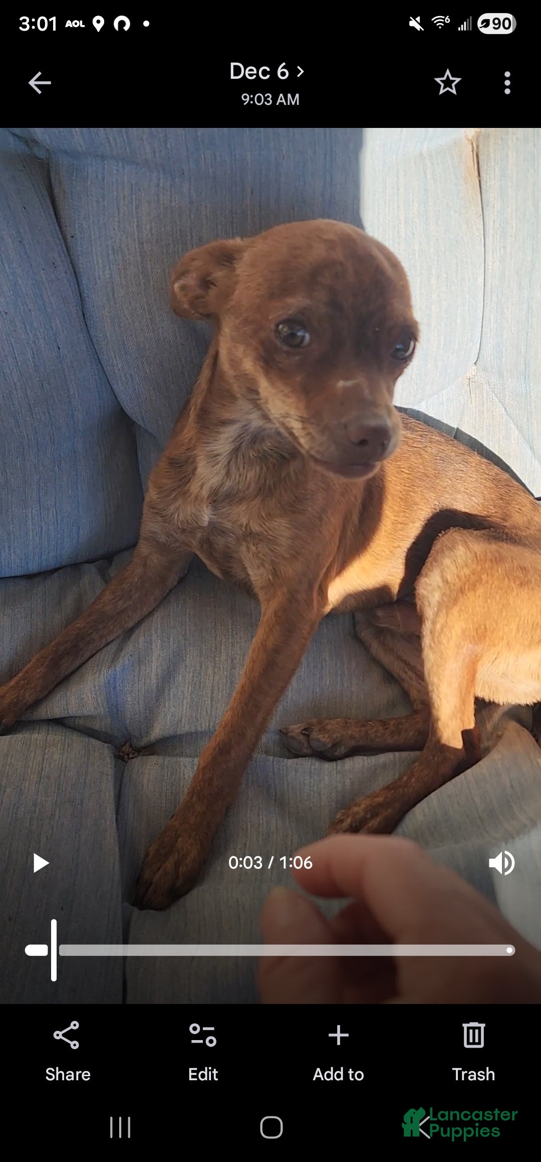 Chihuahua dogs Choco - Ad 4