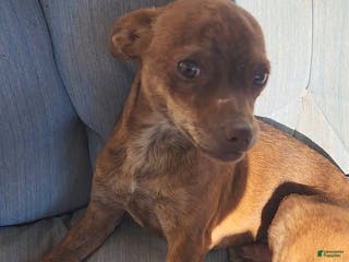 Chihuahua dogs Choco - Ad 4