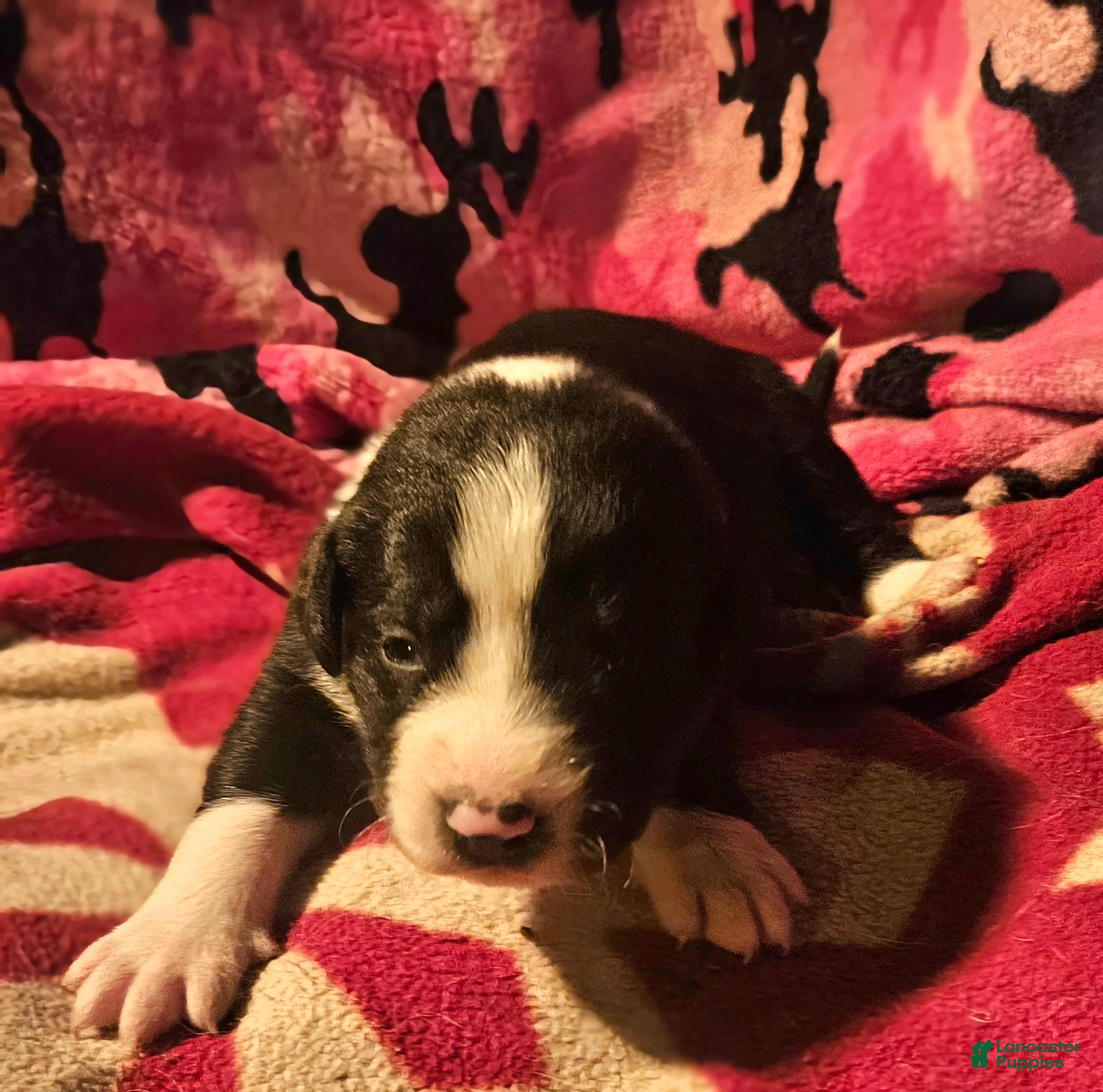 Border Collie dogs Great - Ad 13