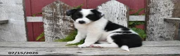 Border Collie dogs for sale: Duchess - Ad 3