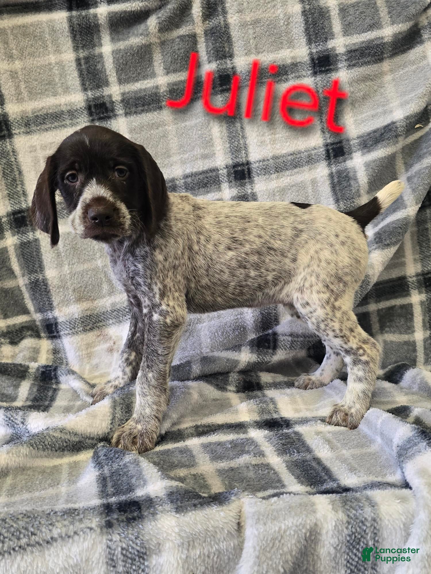 Mixed Breed dogs JULIET - Ad 15