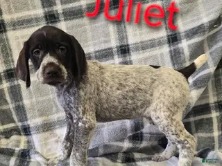 Mixed Breed dogs JULIET - Ad 15
