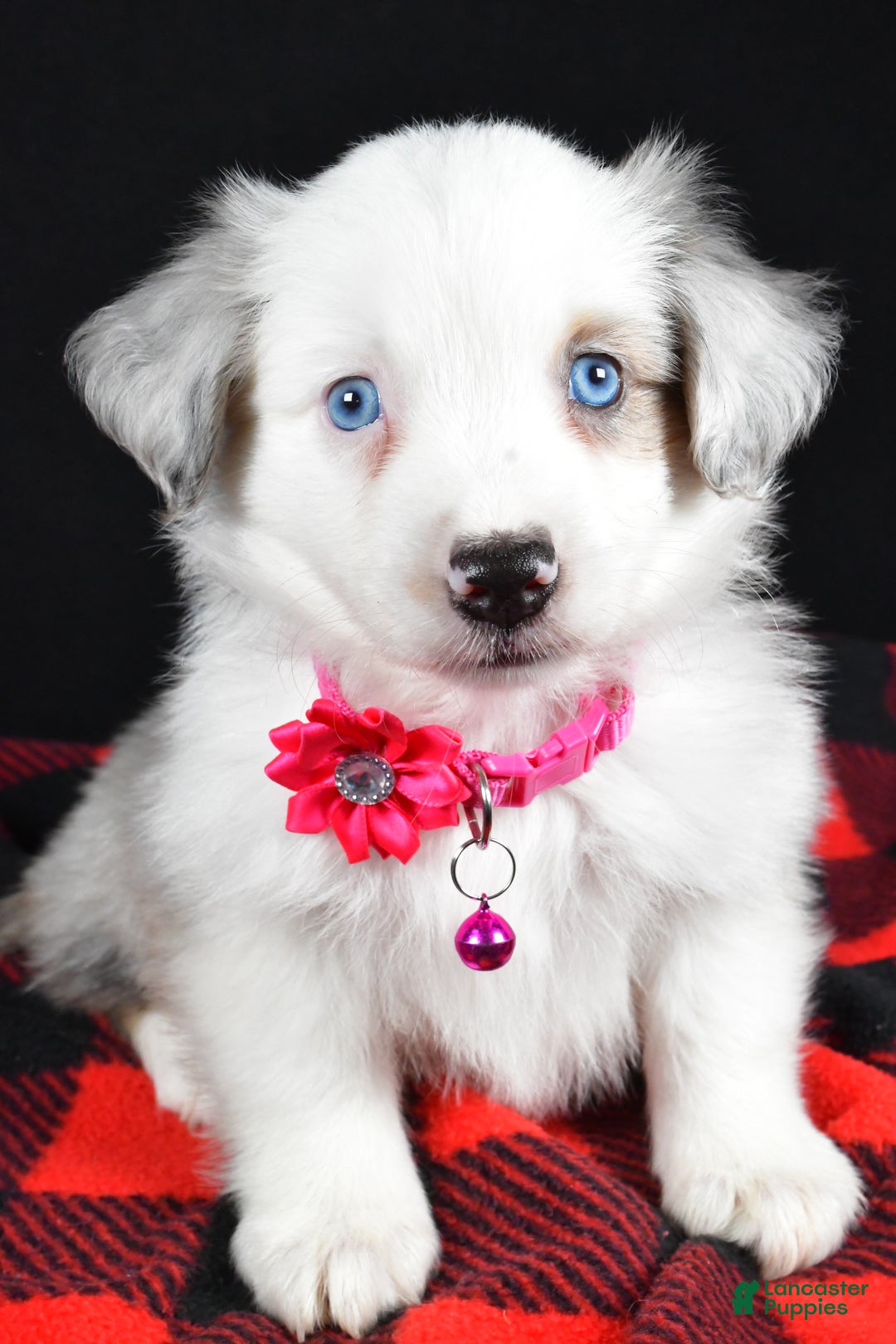 Miniature Australian Shepherd dogs for sale: Jewel - Ad 3