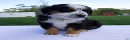 Australian Shepherd dogs for sale: Patrick - Ad 7