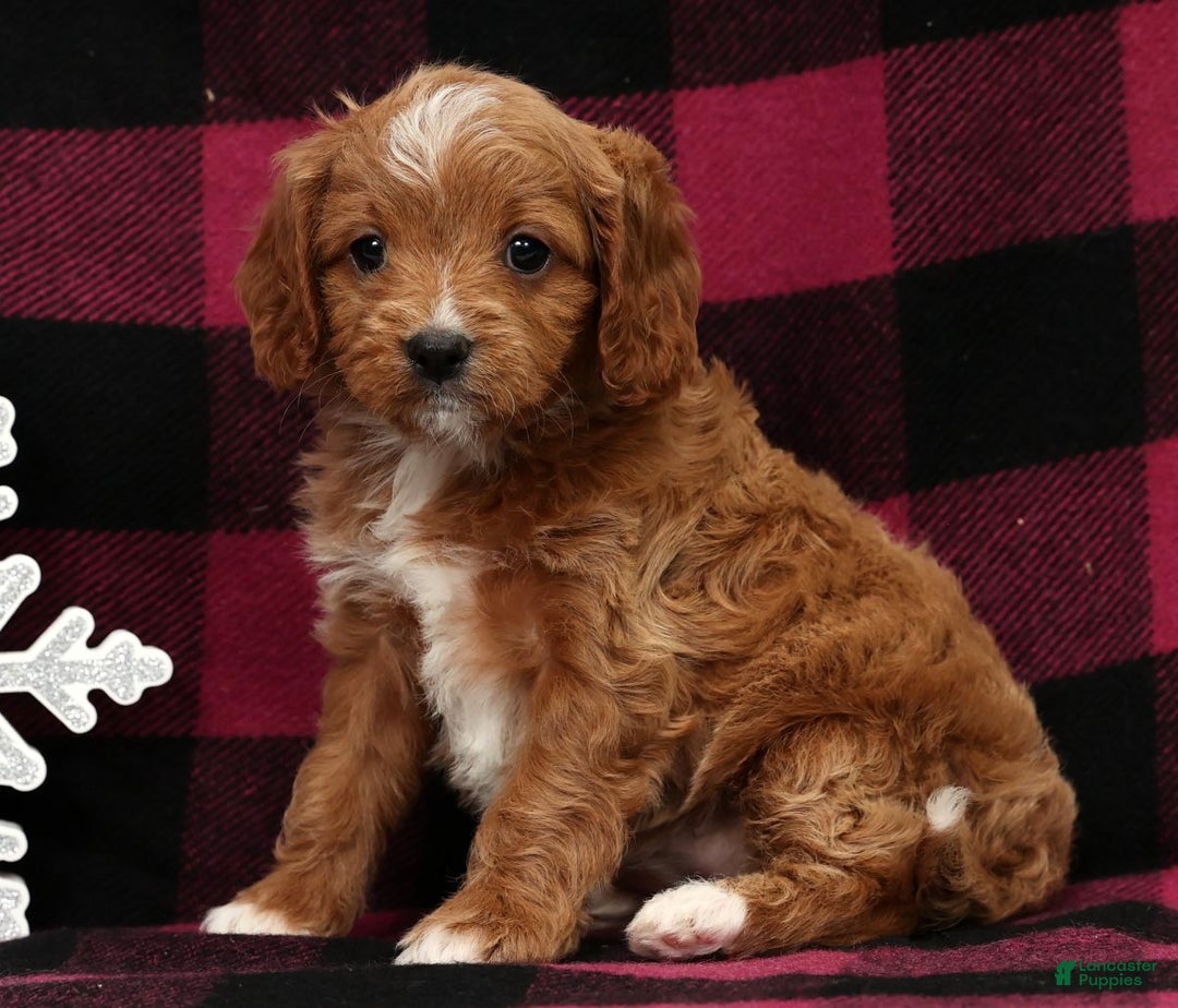 Cavapoo dogs for sale: Holly - Ad 2