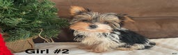 Yorkshire Terrier dogs for sale: Yorkshire Terrier Puppy 2 - Ad 2