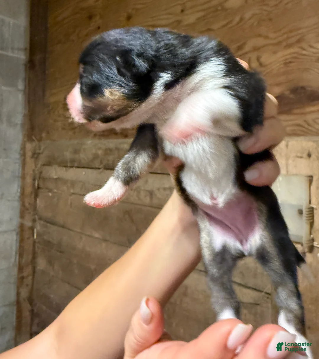 Australian Shepherd dogs for sale: Australian Shepherd 10 - Ad 2