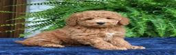 Mini Goldendoodle dogs for sale: Hugo  - Ad 3