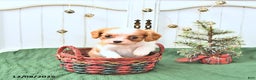 Cavalier King Charles Spaniel dogs for sale: Daisy - Ad 3