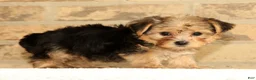 Yorkshire Terrier dogs for sale: Ginger - Ad 5