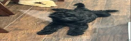 Goldendoodle dogs for sale: Sierra - Ad 4