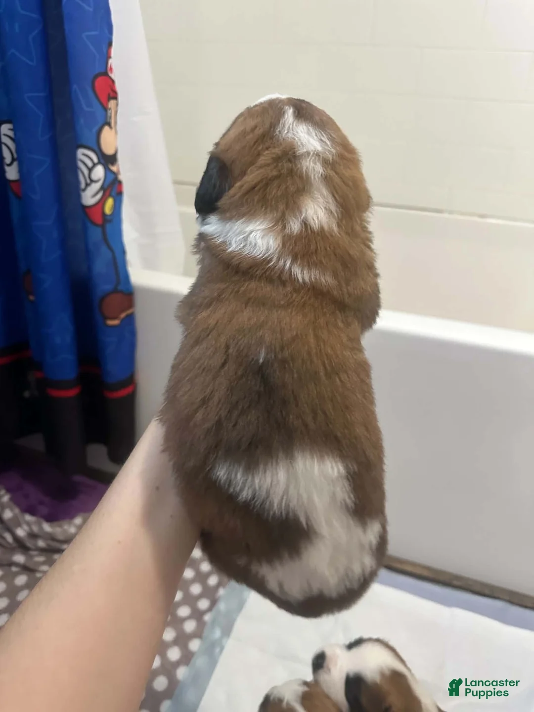 Saint Bernard dogs for sale: Dotty  - Ad 2