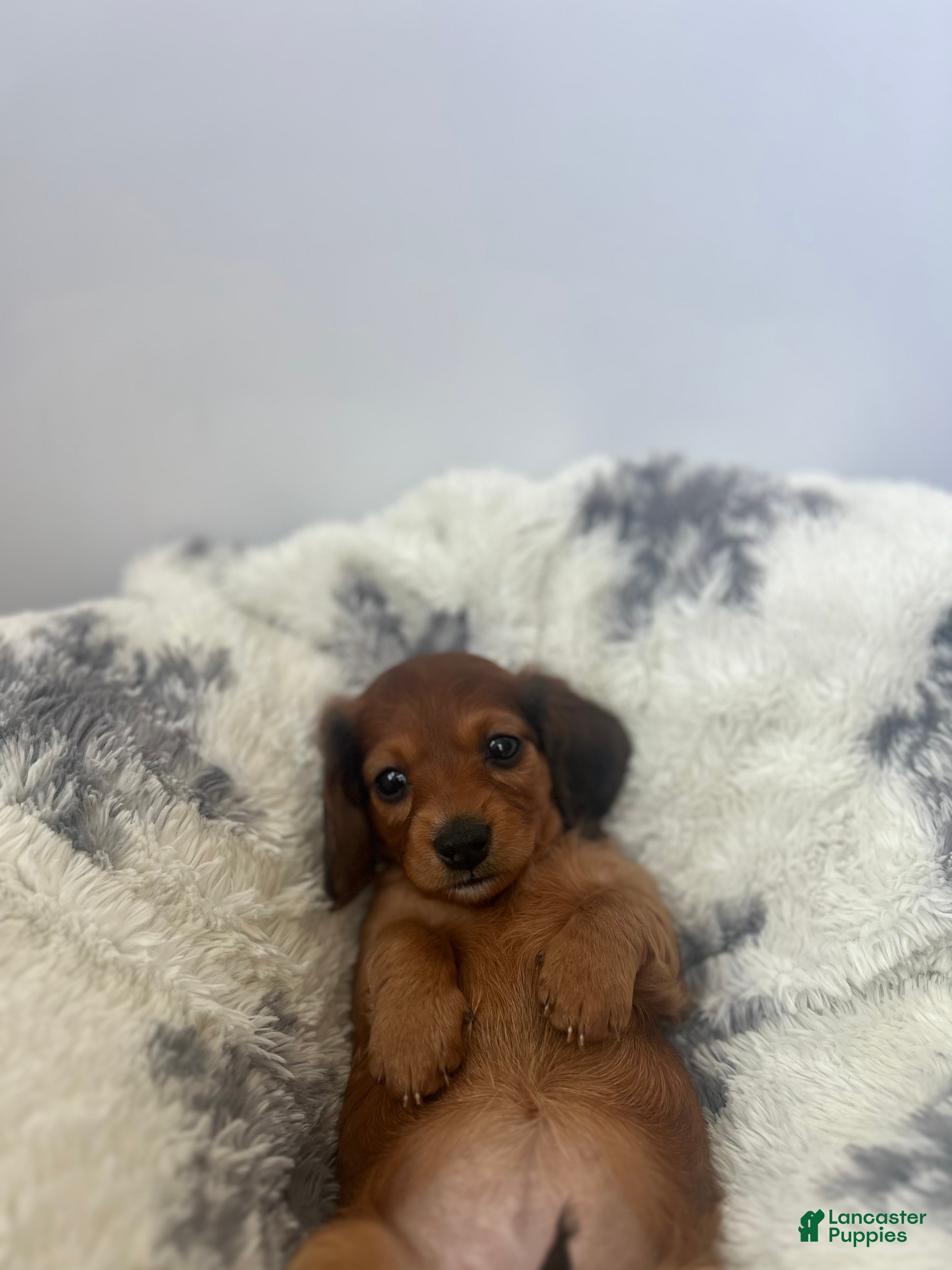 Miniature Dachshund dogs Russet - Ad 2