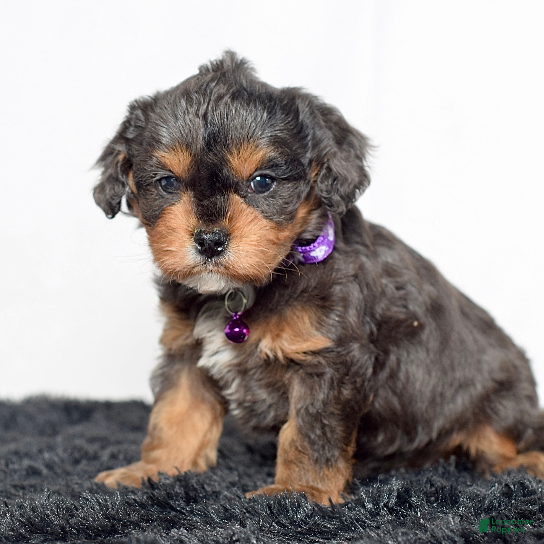 Cavapoo dogs Mr. Dasher - Ad 2