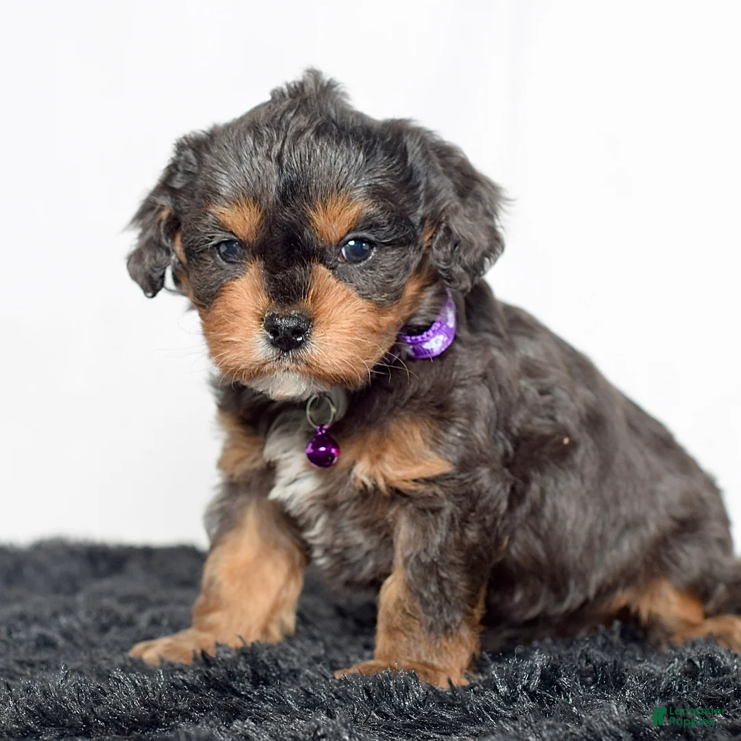 Cavapoo dogs for sale: Mr. Dasher - Ad 2