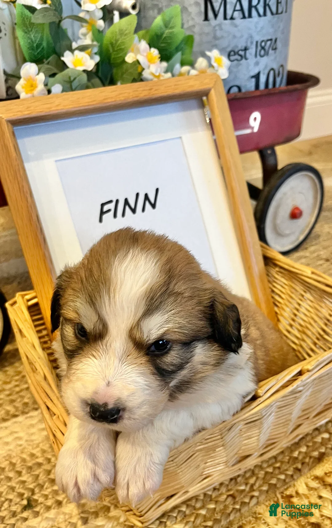 Mixed Breed dogs for sale: Finn - Ad 2