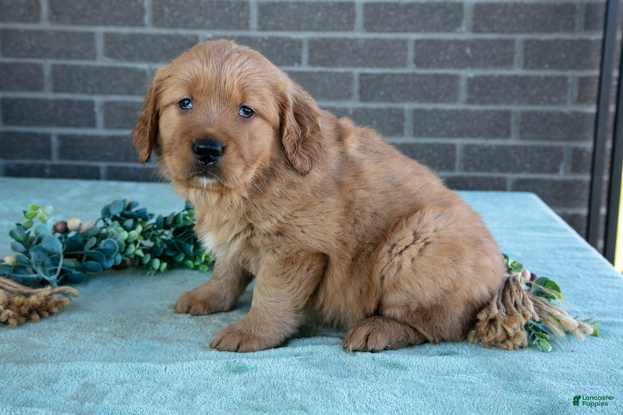Golden Retriever dogs Tess - Ad 1