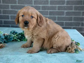 Golden Retriever dogs for sale: Tess - Ad 4