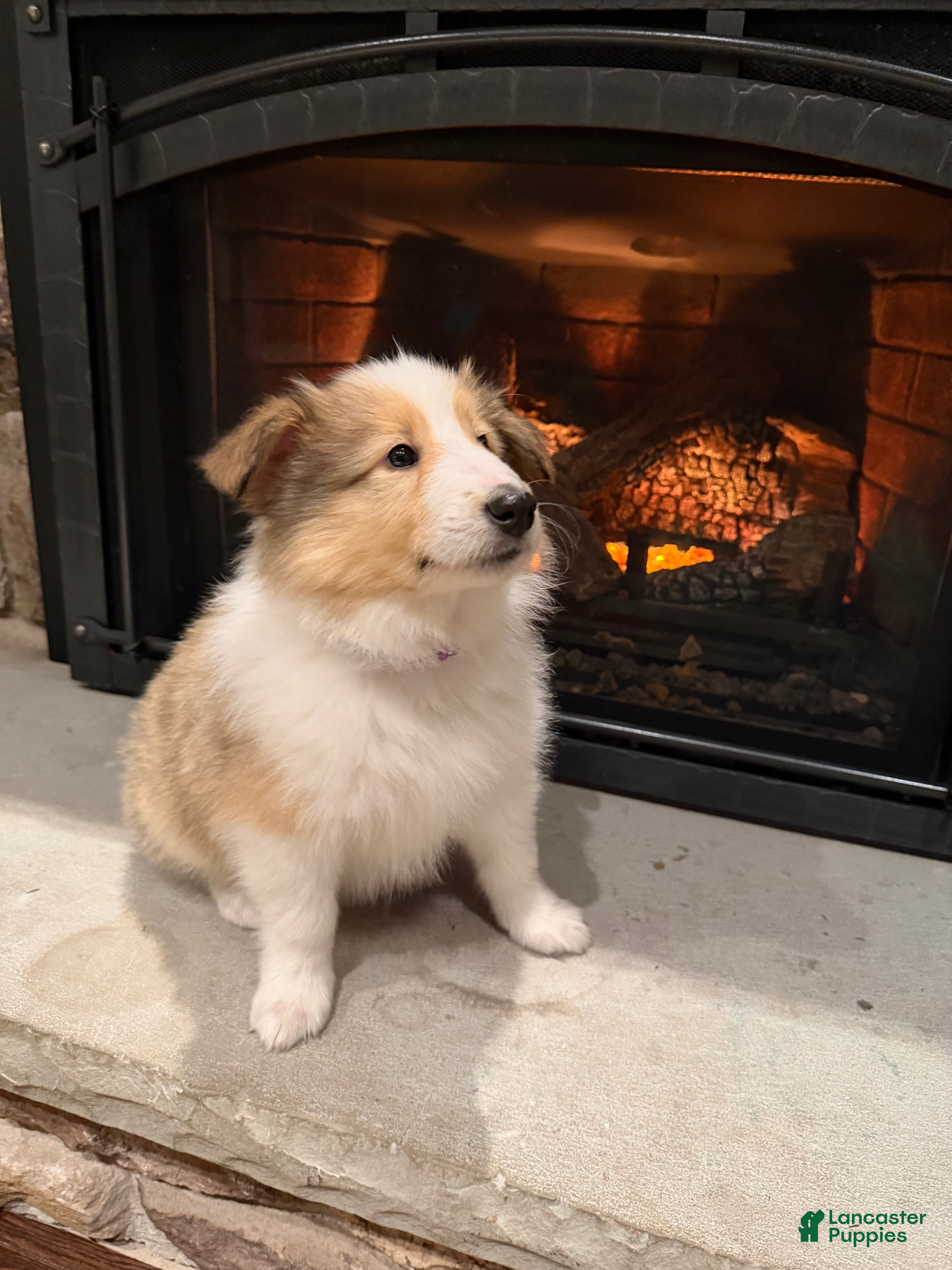 Collie dogs Collie Puppy 5 - Ad 21