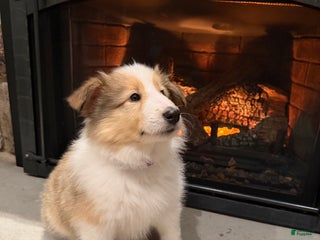 Collie dogs Collie Puppy 5 - Ad 13