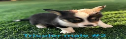 Welsh Corgi Pembroke dogs for sale: Welsh Corgi Pembroke 2 - Ad 2