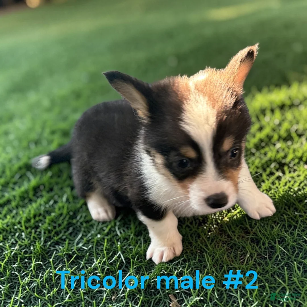 Welsh Corgi Pembroke dogs for sale: Welsh Corgi Pembroke 2 - Ad 2
