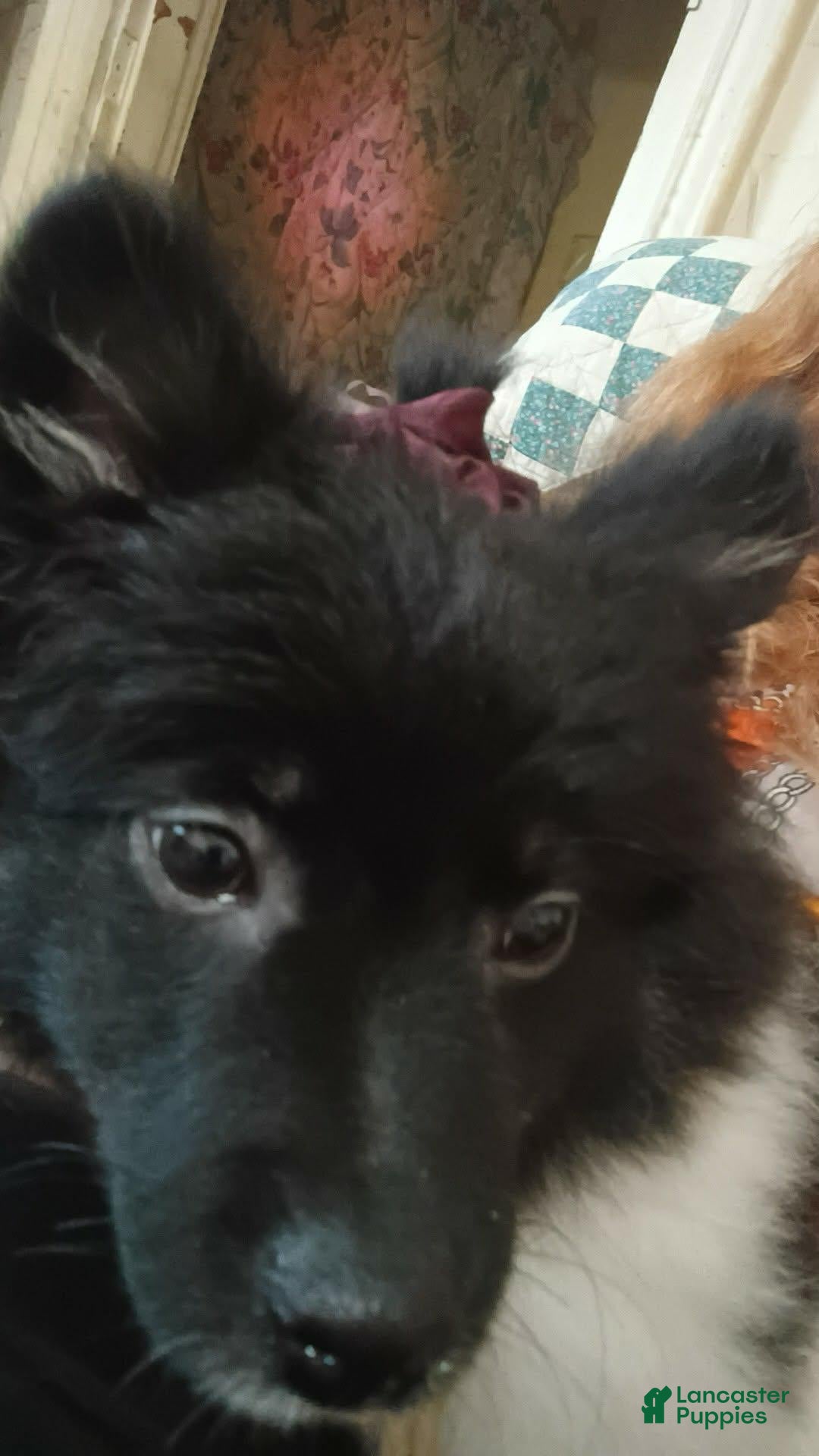 Pomeranian dogs for sale: Pomeranian 1 - Ad 1