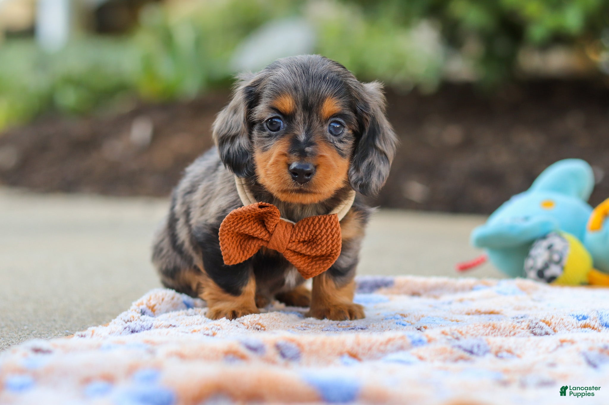 Miniature Dachshund dogs Dallas - Ad 1
