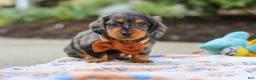 Miniature Dachshund dogs for sale: Dallas - Ad 1