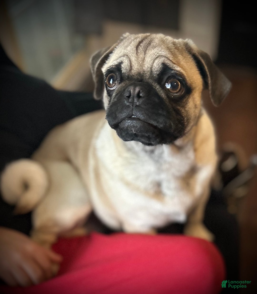 Pug dogs for sale: Barqs - Ad 3