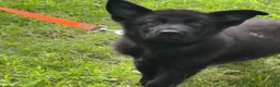 German Shepherd dogs for sale: ÚNICO  - Ad 10