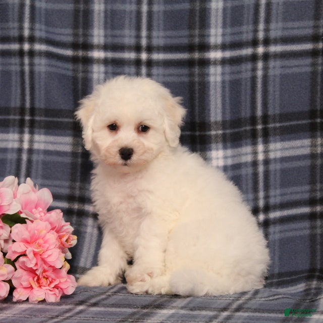 Bichon Frise dogs BJ's Nicholas - Ad 1