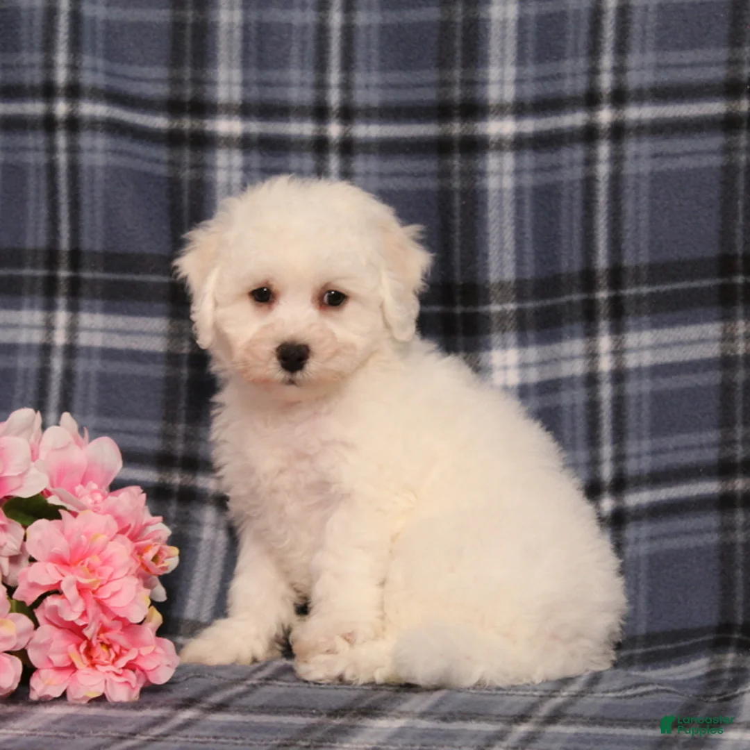 Bichon Frise dogs for sale: BJ's Nicholas - Ad 1