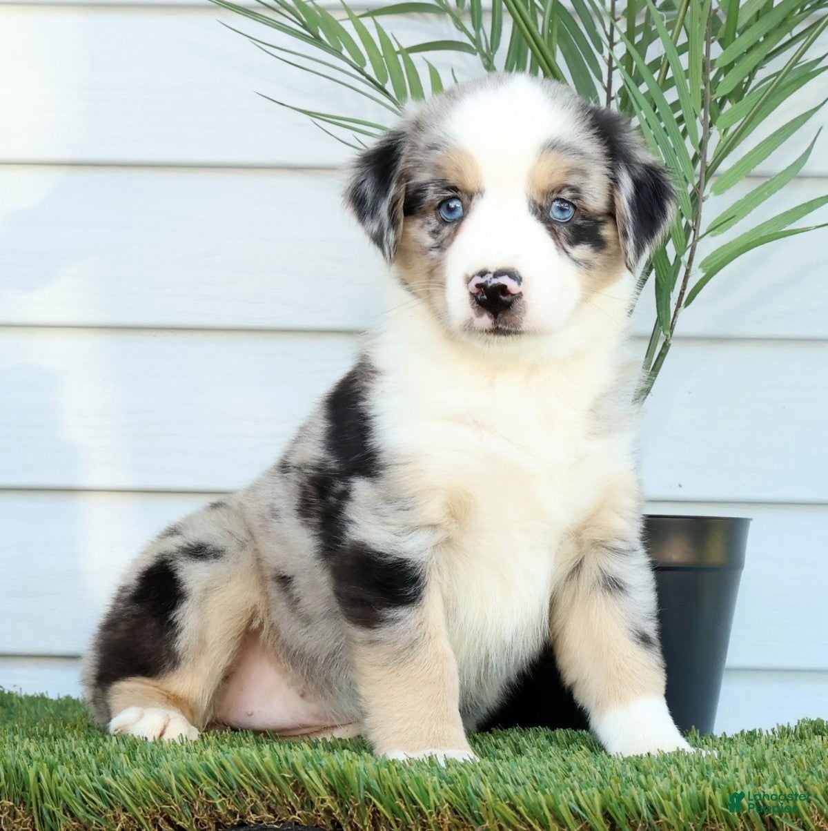 Miniature Australian Shepherd dogs for sale: Tina - Ad 3
