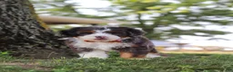Mini Bernedoodle dogs for sale: Benson - Ad 7