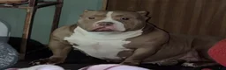 American Bully dogs for sale: American Bully 1 - Ad 9
