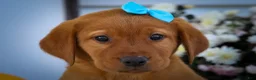 Labrador Retriever dogs for sale: NELSON - Ad 5