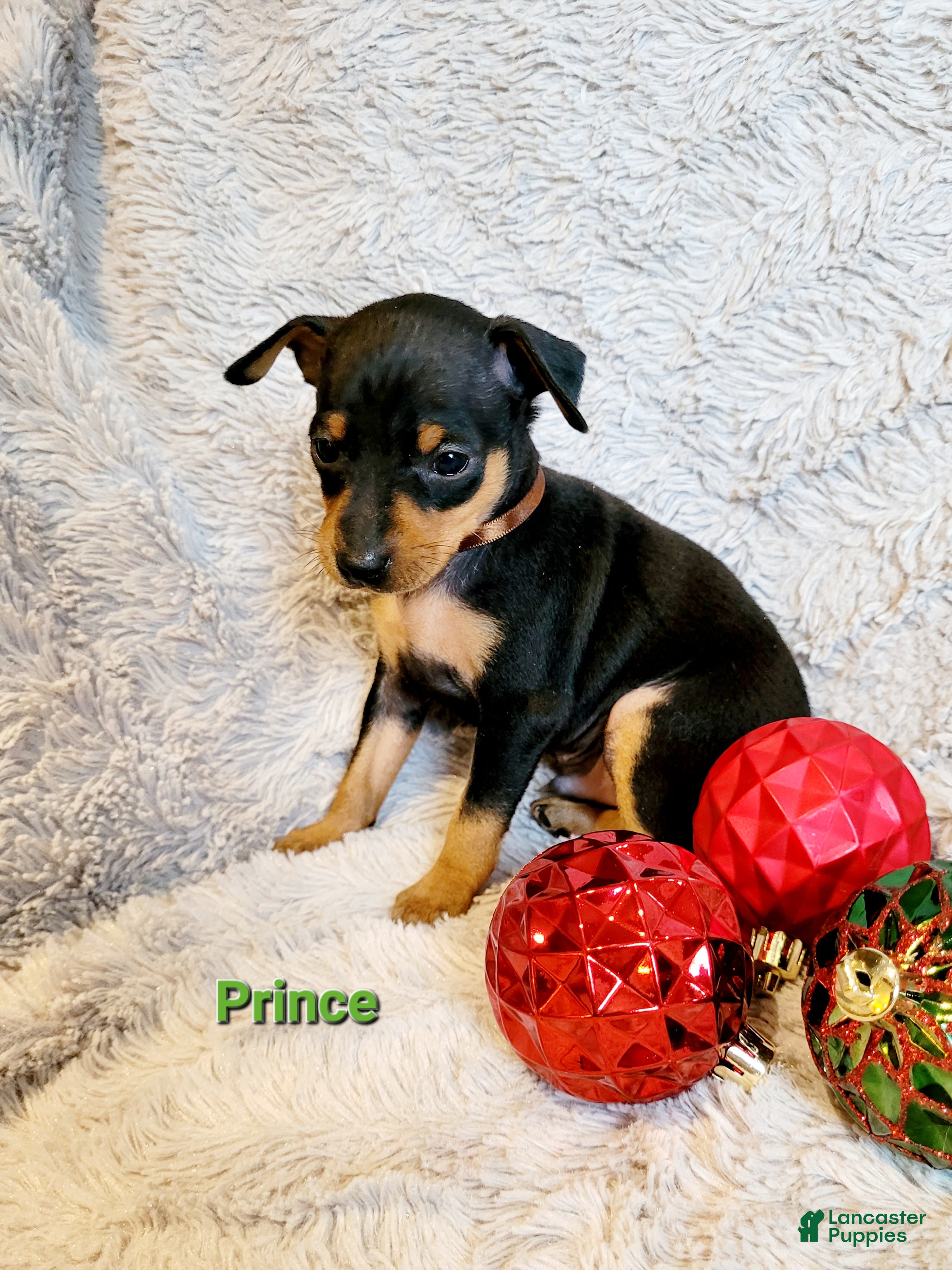 Miniature Pinscher dogs Prince  - Ad 38