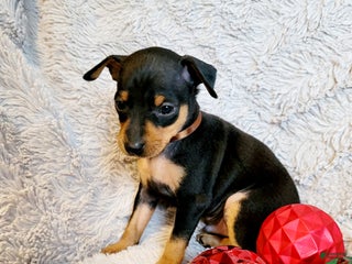 Miniature Pinscher dogs Prince - Ad 42