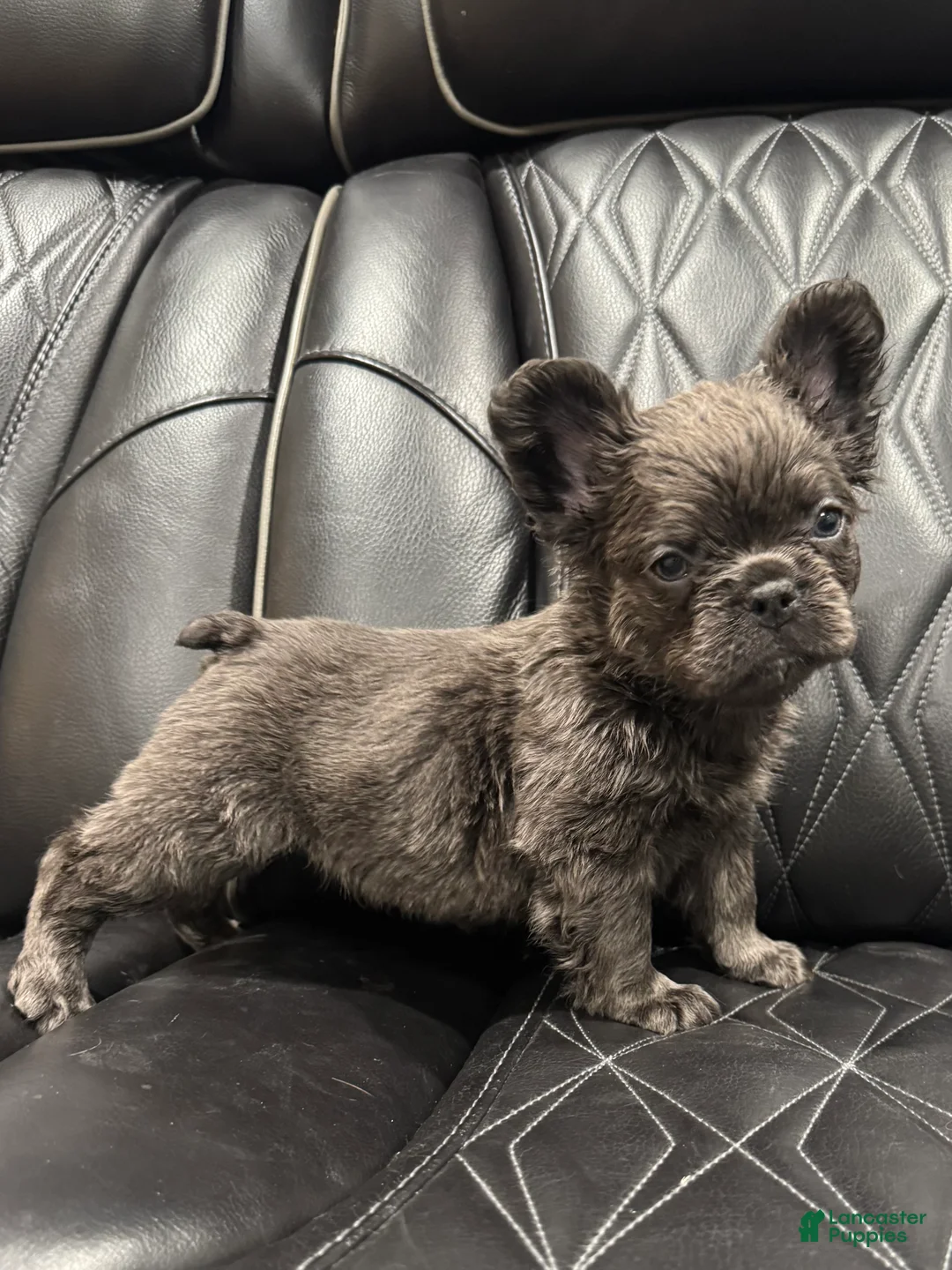 French Bulldog dogs for sale: FLUFFY MAHOMES - Ad 3
