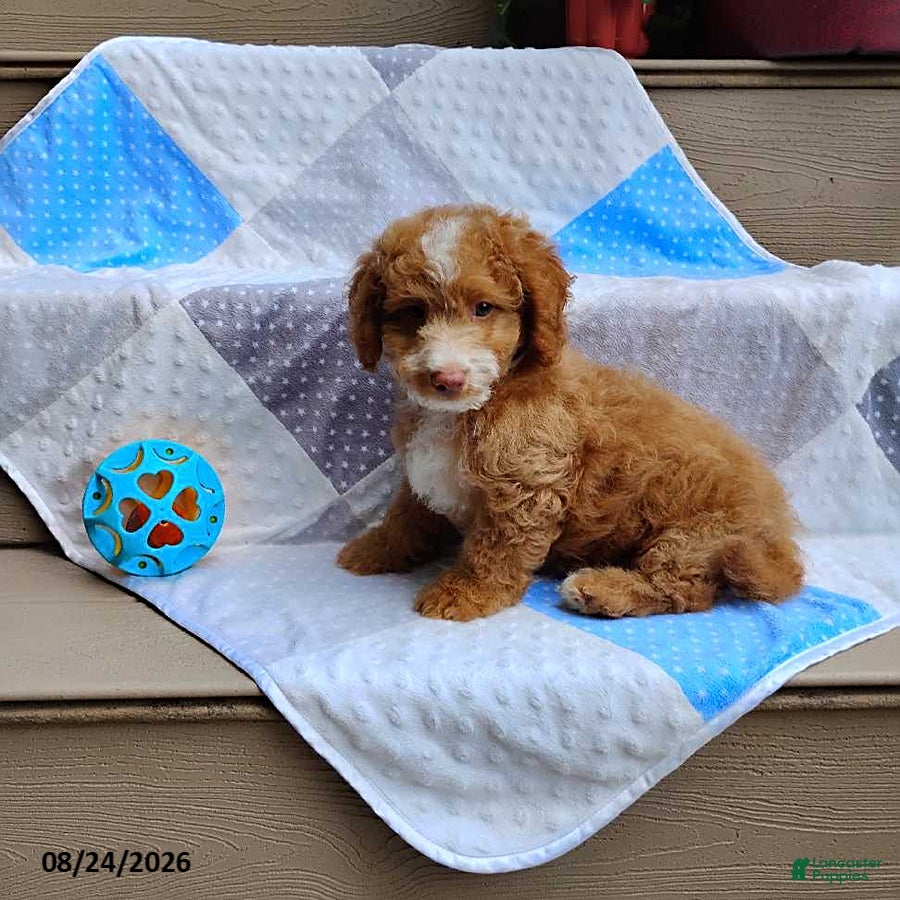 Mini Goldendoodle dogs for sale: Reddie Boy - Ad 1