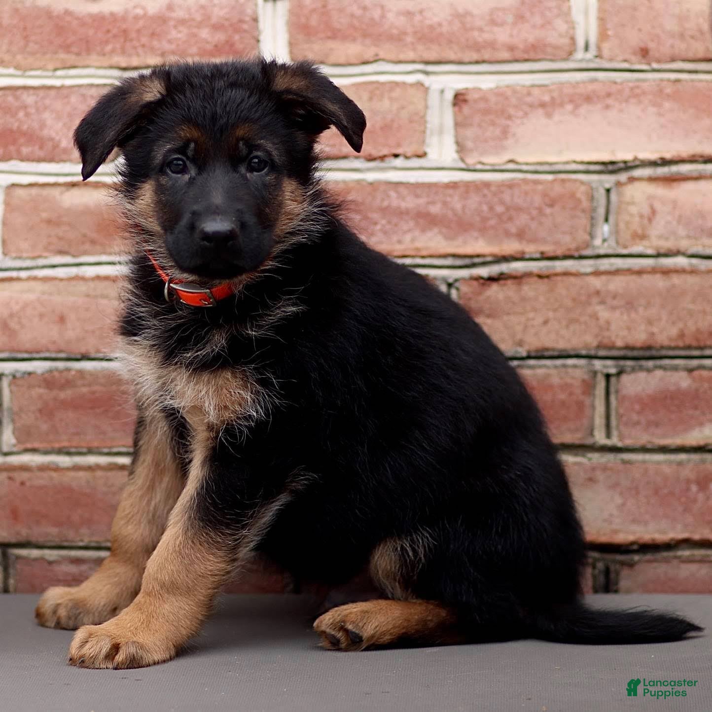 German Shepherd dogs for sale: Romeo - Ad 1