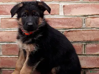 German Shepherd dogs for sale: Romeo - Ad 1