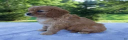 Mixed Breed dogs for sale: Royal - Ad 3