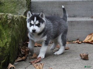 Siberian Husky dogs Alaska - Ad 3