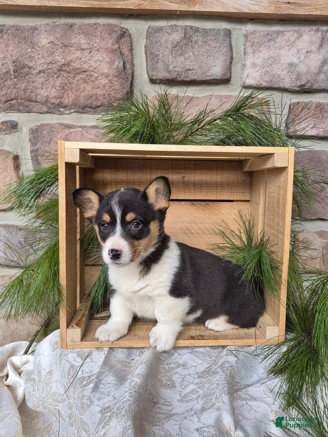 Welsh Corgi Pembroke dogs for sale: Ruby - Ad 4